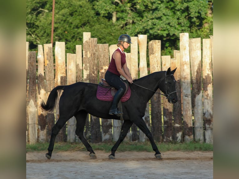 Caballo cuarto de milla Yegua 14 años Negro in Athens