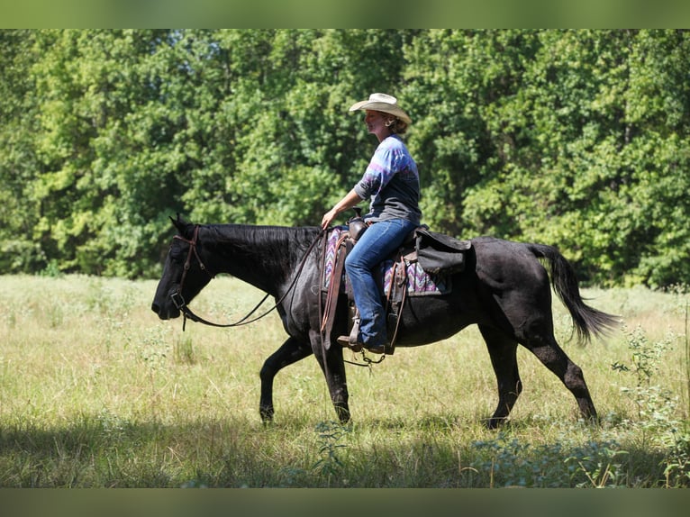 Caballo cuarto de milla Yegua 14 años Negro in Athens