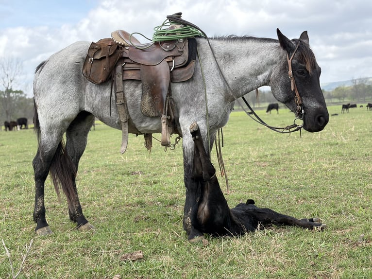 Caballo cuarto de milla Yegua 14 años Ruano azulado in Bee Branch