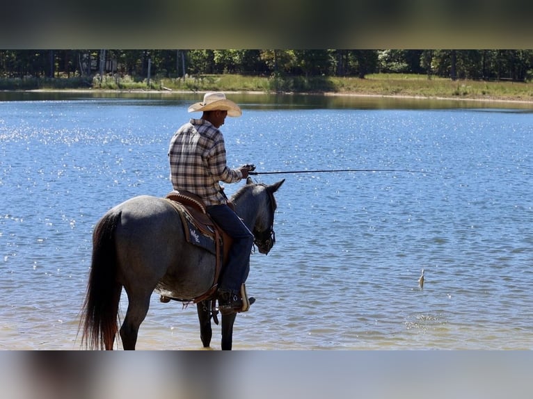 Caballo cuarto de milla Yegua 14 años Ruano azulado in Bee Branch