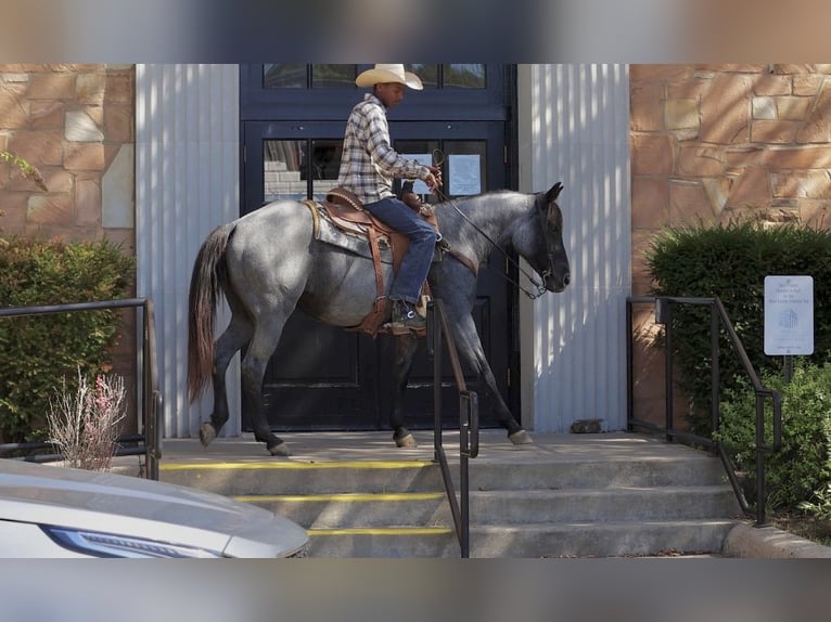 Caballo cuarto de milla Yegua 14 años Ruano azulado in Bee Branch