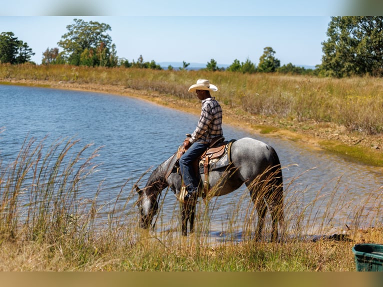 Caballo cuarto de milla Yegua 14 años Ruano azulado in Bee Branch