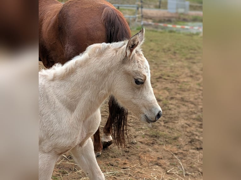 Caballo cuarto de milla Yegua 14 años  in Neukirchen bei Sulzbach-Rosenberg