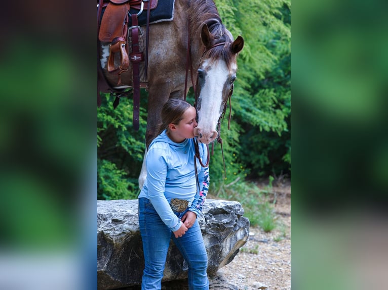 Caballo cuarto de milla Yegua 15 años 142 cm Pío in Forney