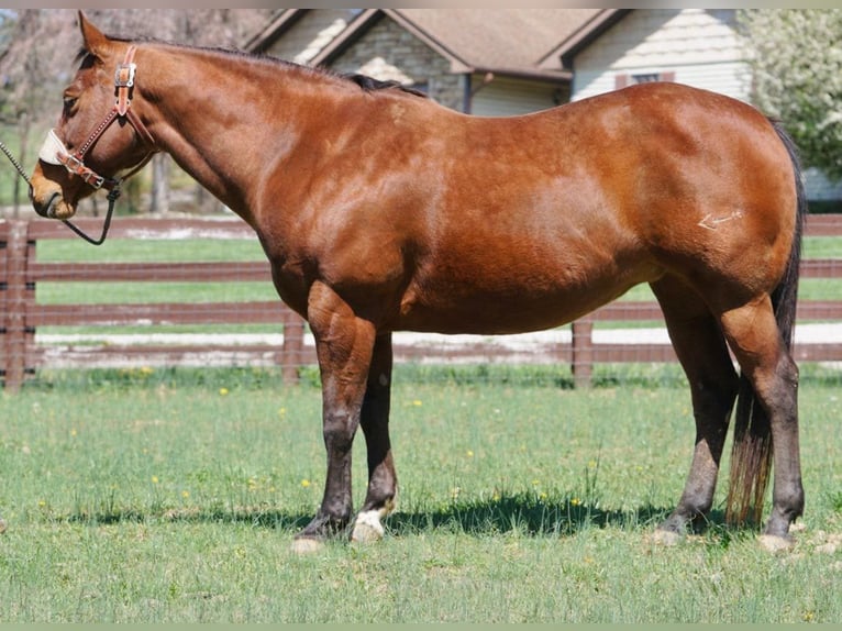 Caballo cuarto de milla Yegua 15 años 147 cm Castaño rojizo in Rineyville KY