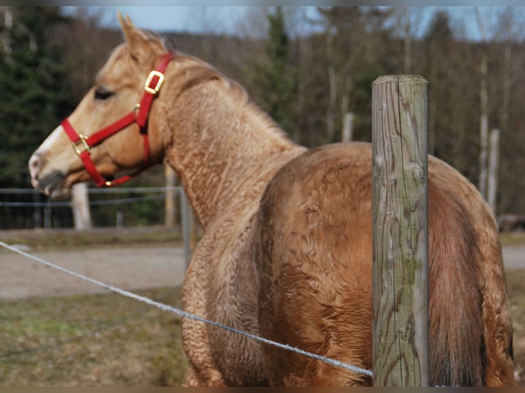 Caballo cuarto de milla Yegua 15 años 148 cm Palomino in Holzkirchen