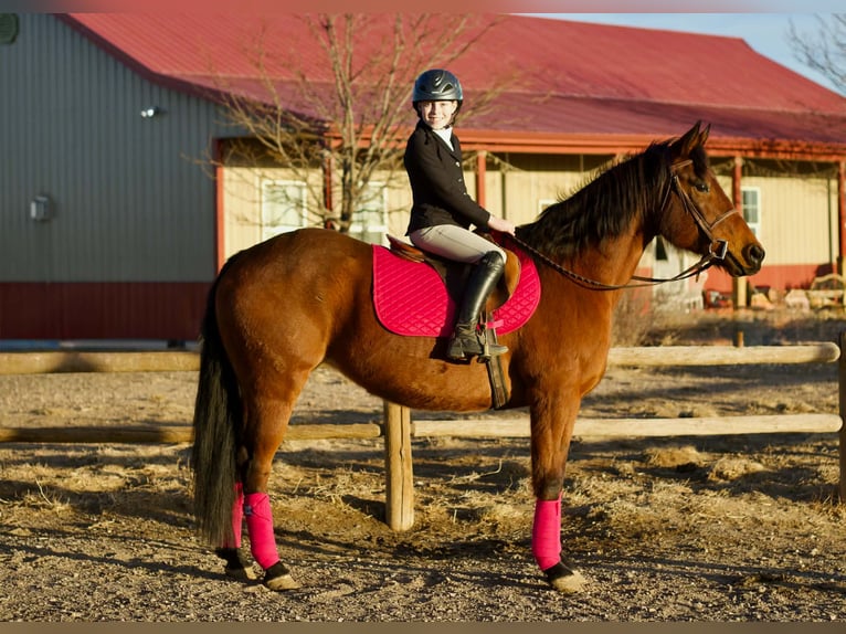 Caballo cuarto de milla Yegua 15 años 150 cm Castaño rojizo in Fort Collins