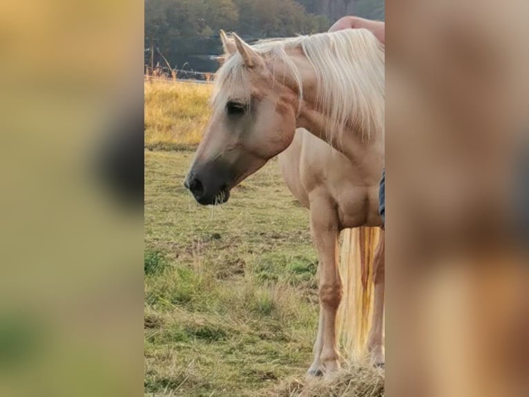 Caballo cuarto de milla Yegua 15 años 150 cm Palomino in Landolfshausen