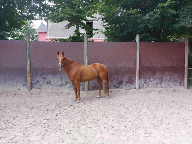 Caballo cuarto de milla Yegua 15 años 152 cm Alazán in Neuwied Caballo cuarto de milla Yegua 15 años 152 cm Alazán in Neuwied