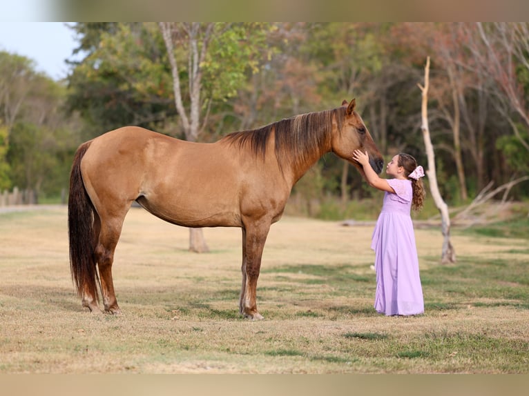 Caballo cuarto de milla Yegua 15 años 152 cm Bayo in Terrell