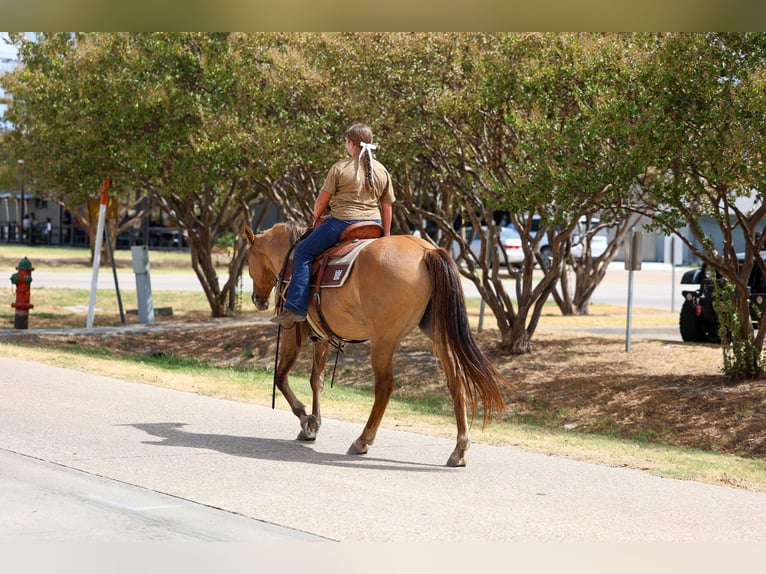 Caballo cuarto de milla Yegua 15 años 152 cm Bayo in Terrell