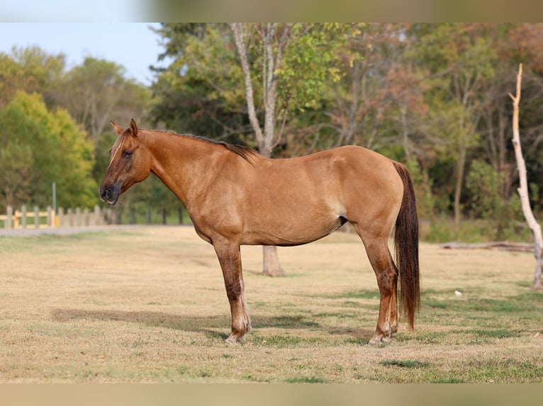 Caballo cuarto de milla Yegua 15 años 152 cm Bayo in Terrell