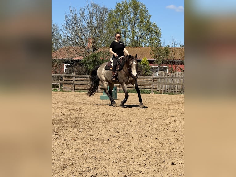 Caballo cuarto de milla Yegua 15 años 152 cm Buckskin/Bayo in Oranienburg