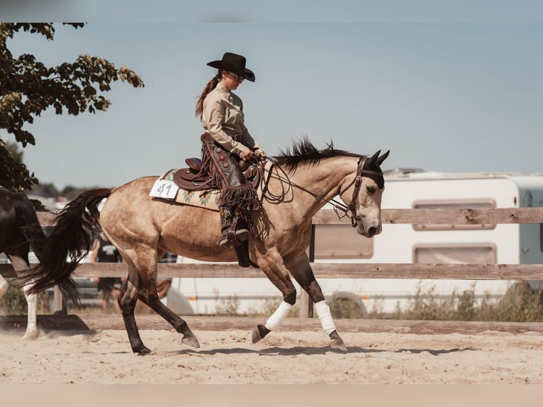 Caballo cuarto de milla Yegua 15 años 152 cm Buckskin/Bayo in Oranienburg