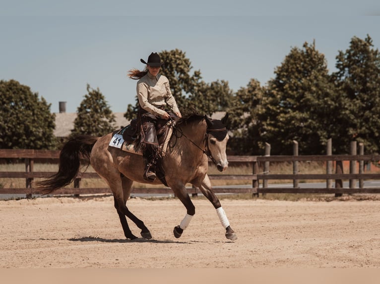 Caballo cuarto de milla Yegua 15 años 152 cm Buckskin/Bayo in Oranienburg