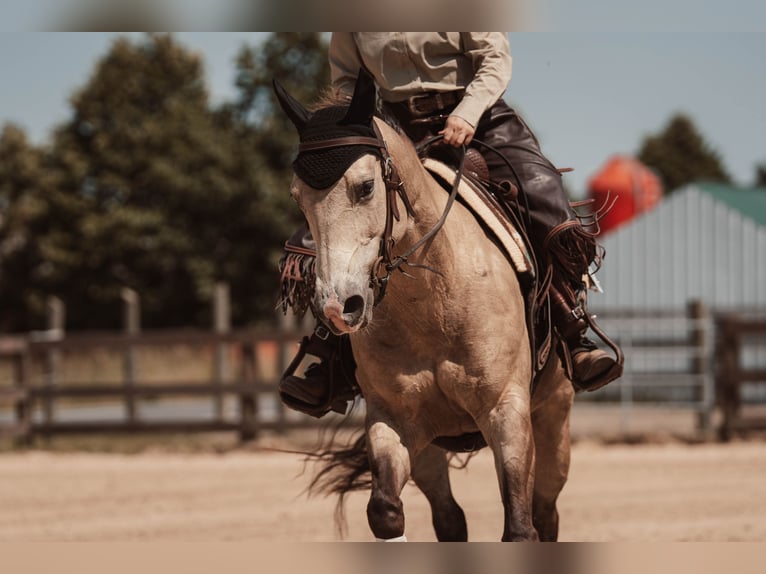 Caballo cuarto de milla Yegua 15 años 152 cm Buckskin/Bayo in Oranienburg