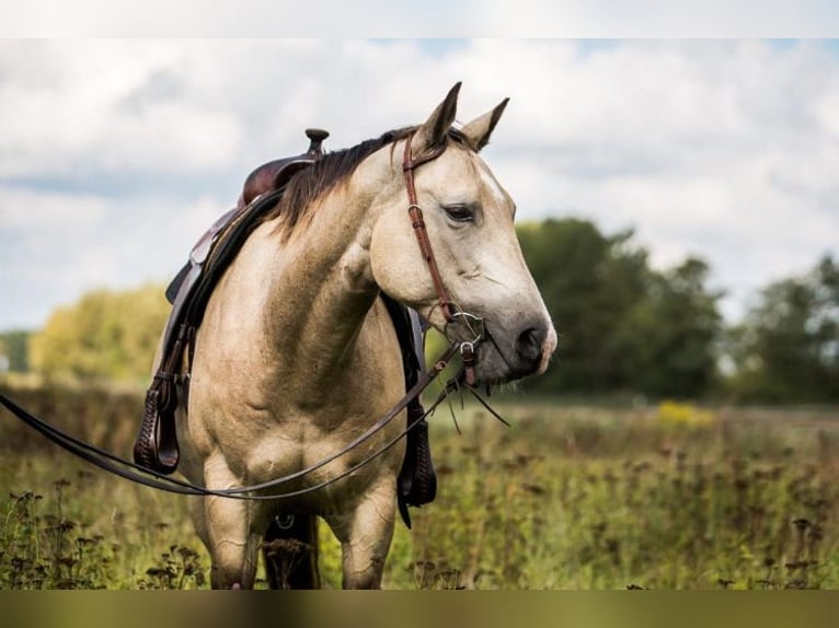 Caballo cuarto de milla Yegua 15 años 152 cm Buckskin/Bayo in Oranienburg