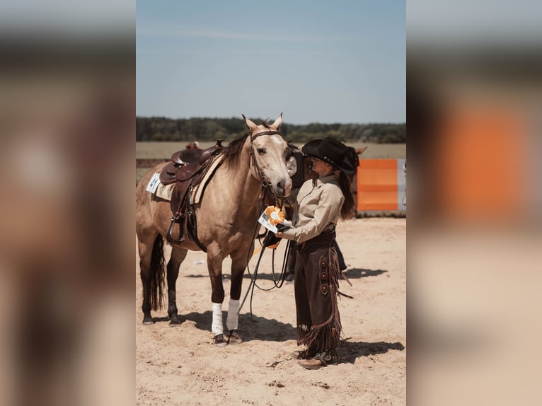 Caballo cuarto de milla Yegua 15 años 152 cm Buckskin/Bayo in Oranienburg