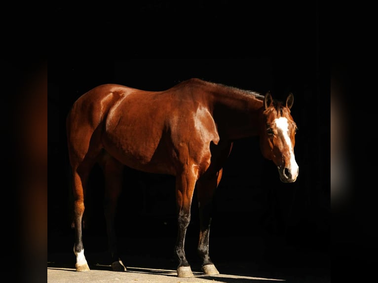 Caballo cuarto de milla Yegua 15 años 152 cm Castaño rojizo in Quitman