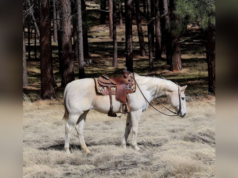 Caballo cuarto de milla Yegua 15 años 152 cm Tordo in Cottonwood AZ