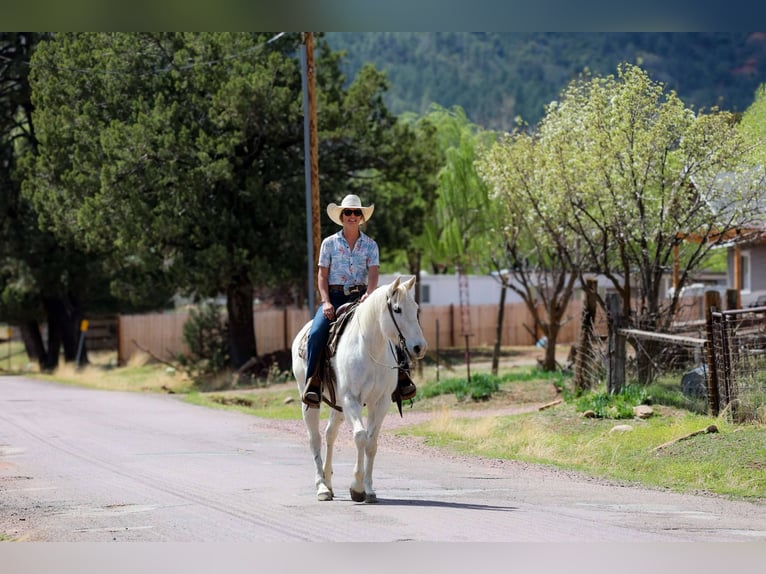Caballo cuarto de milla Yegua 15 años 152 cm Tordo in Cottonwood AZ