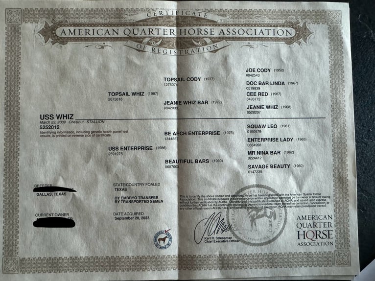 Caballo cuarto de milla Yegua 15 años 153 cm Alazán-tostado in Daleiden