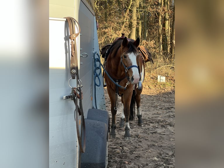 Caballo cuarto de milla Mestizo Yegua 15 años 153 cm Overo-todas las-capas in Gelbensande