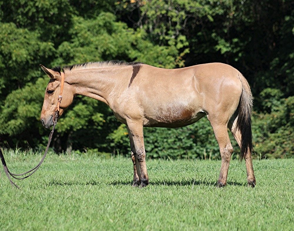 Caballo cuarto de milla Yegua 15 años 155 cm Buckskin/Bayo in Level Green Ky