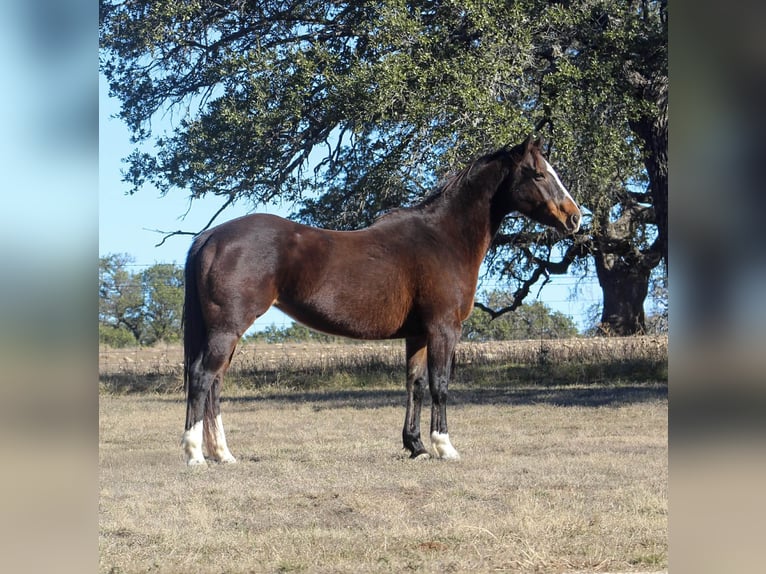 Caballo cuarto de milla Yegua 15 años 155 cm Castaño rojizo in pOOLVILLE tx