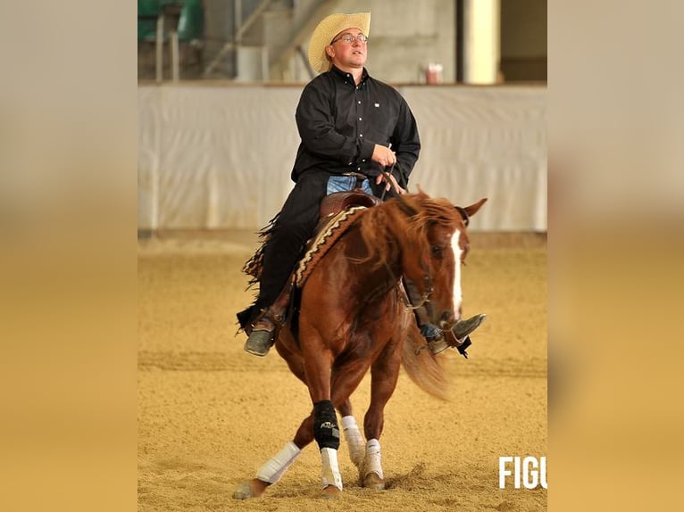 Caballo cuarto de milla Yegua 15 años Alazán in Laubach