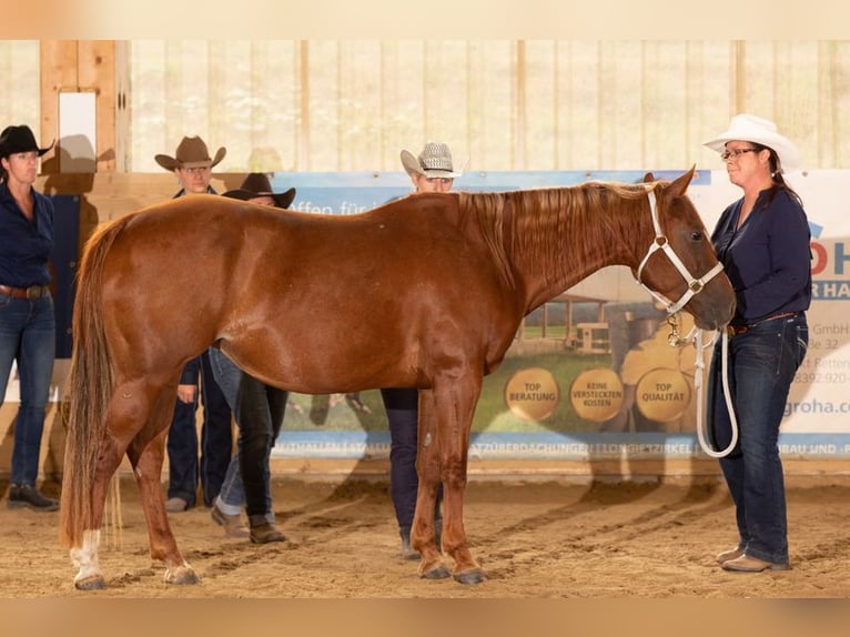 Caballo cuarto de milla Yegua 15 años Alazán in Laubach