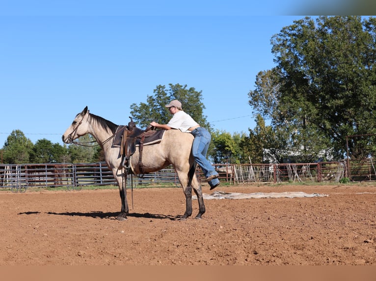 Caballo cuarto de milla Yegua 15 años Buckskin/Bayo in Stillwater