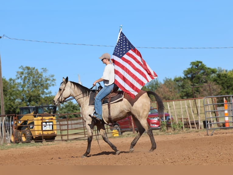 Caballo cuarto de milla Yegua 15 años Buckskin/Bayo in Stillwater