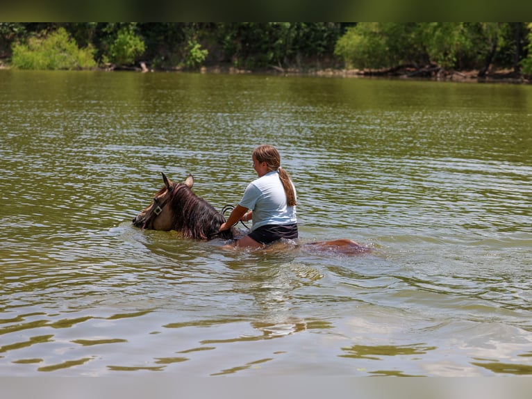 Caballo cuarto de milla Yegua 15 años Buckskin/Bayo in Terrell