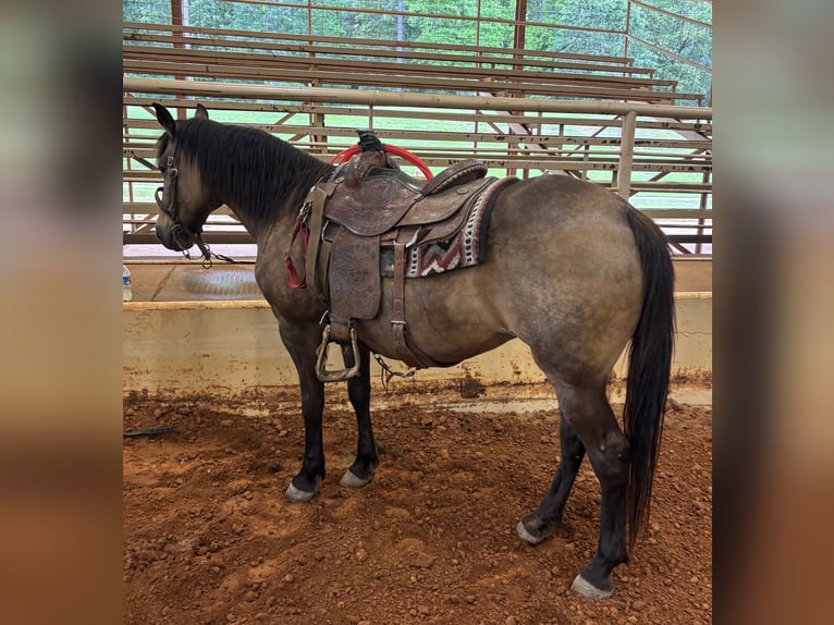 Caballo cuarto de milla Yegua 15 años Buckskin/Bayo in Terrell