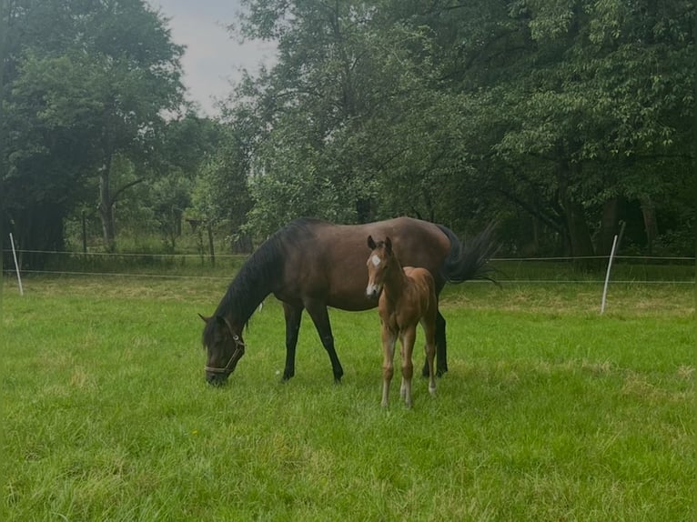 Caballo cuarto de milla Yegua 15 años Castaño in Dietzenbach