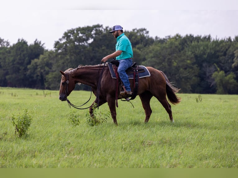 Caballo cuarto de milla Yegua 15 años Ruano alazán in Canton TX