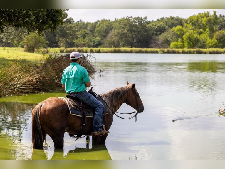 Caballo cuarto de milla Yegua 15 años Ruano alazán in Canton TX