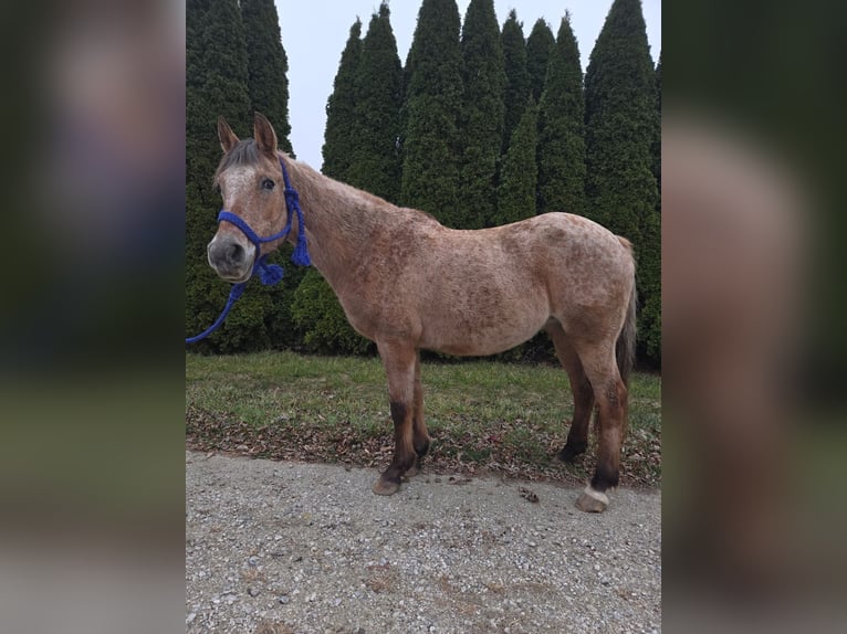 Caballo cuarto de milla Yegua 16 años 147 cm Ruano alazán in Walbridge, Ohio
