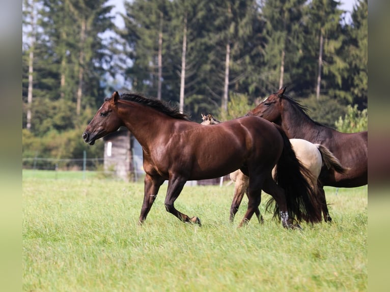 Caballo cuarto de milla Yegua 16 años 148 cm Alazán-tostado in K&#xF6;ln