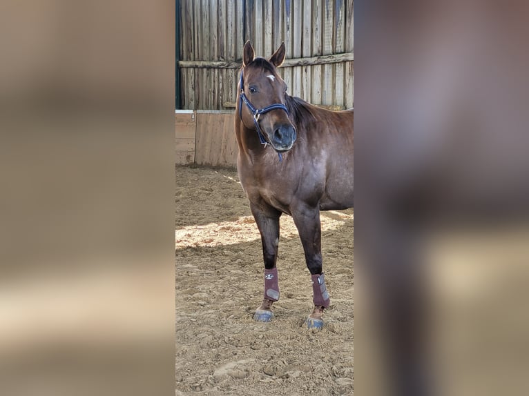 Caballo cuarto de milla Yegua 16 años 148 cm Alazán-tostado in K&#xF6;ln