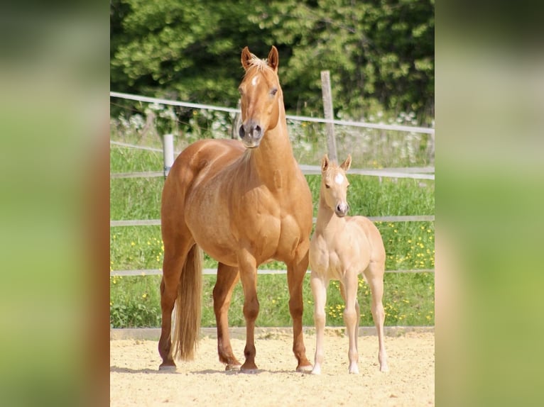 Caballo cuarto de milla Yegua 16 años 148 cm Palomino in Driedorf