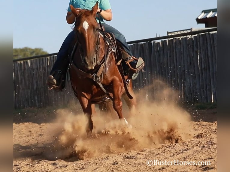 Caballo cuarto de milla Yegua 16 años 152 cm Alazán-tostado in WEATHERFORD, TX