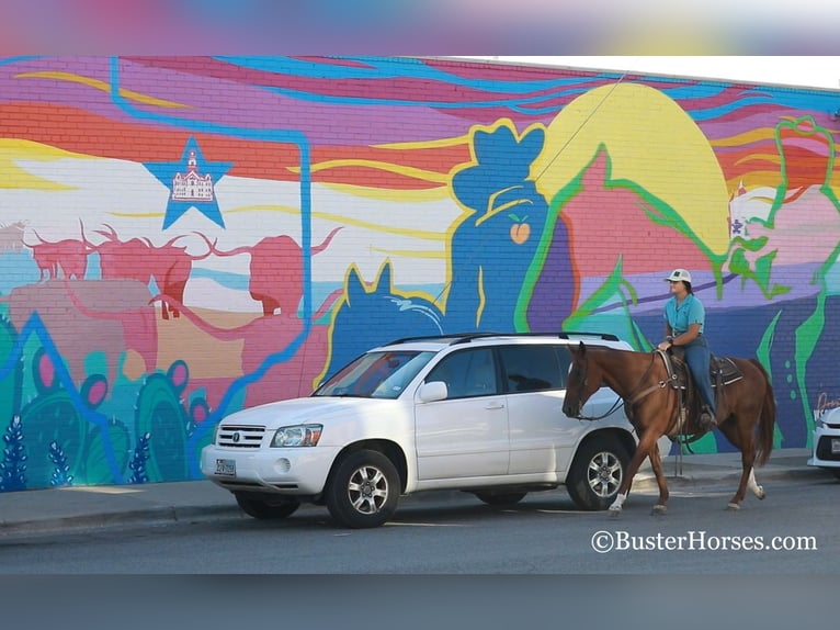 Caballo cuarto de milla Yegua 16 años 152 cm Alazán-tostado in WEATHERFORD, TX