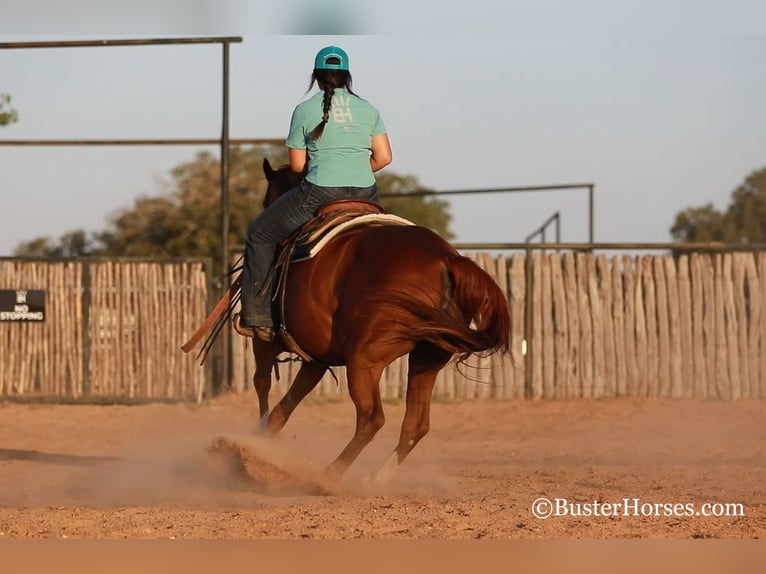 Caballo cuarto de milla Yegua 16 años 152 cm Alazán-tostado in WEATHERFORD, TX