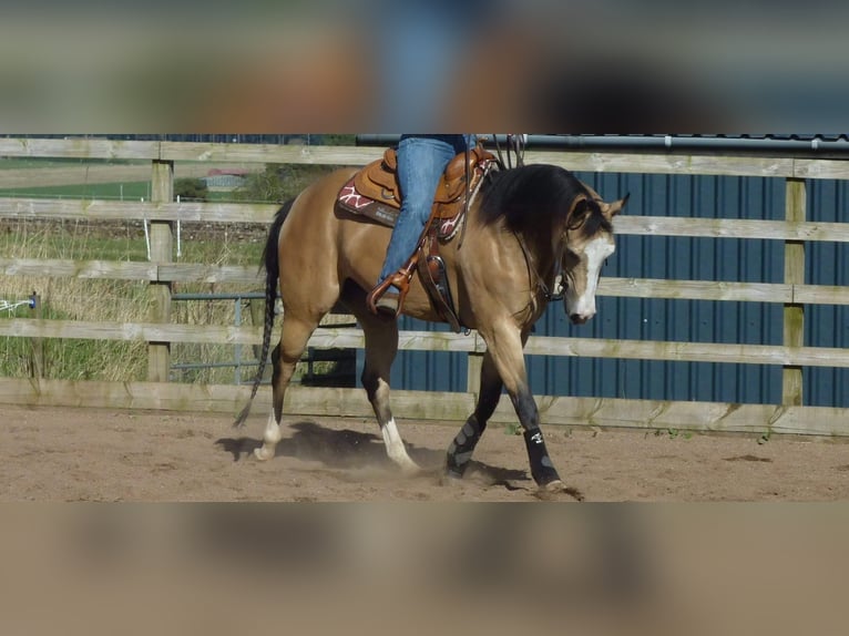 Caballo cuarto de milla Yegua 16 años 152 cm Buckskin/Bayo in Lahn