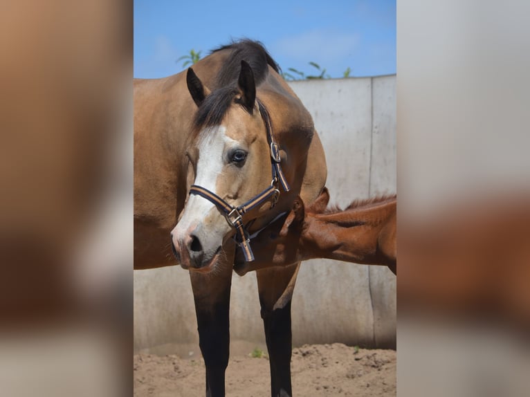 Caballo cuarto de milla Yegua 16 años 152 cm Buckskin/Bayo in Lahn
