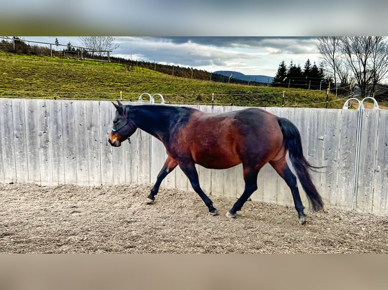 Caballo cuarto de milla Yegua 16 años 152 cm Castaño oscuro in Rottweil