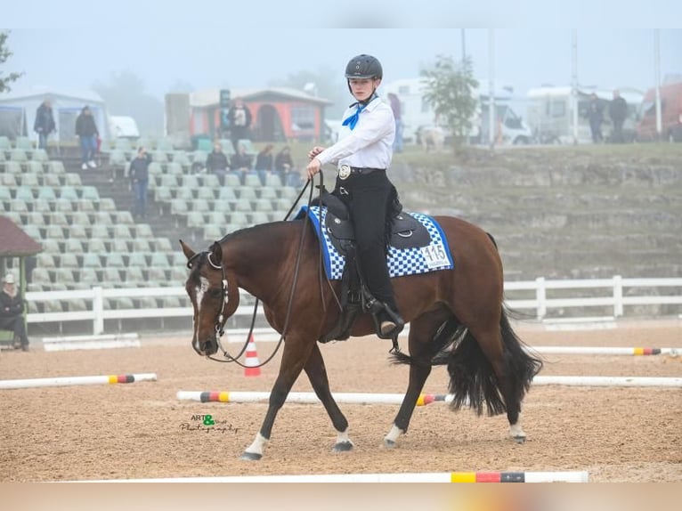 Caballo cuarto de milla Yegua 16 años 152 cm in Schwabhausen