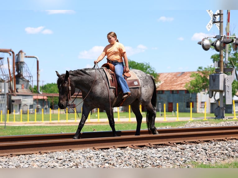 Caballo cuarto de milla Yegua 16 años 152 cm Ruano azulado in Forney